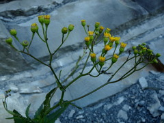 Senecio banksii
