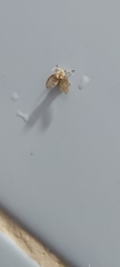 Clogmia albipunctata