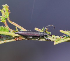 Rhinotia phoenicoptera