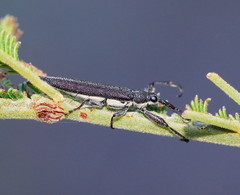 Rhinotia phoenicoptera