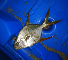 Trachinotus rhodopus