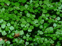 Callitriche muelleri