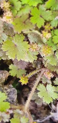 Hydrocotyle moschata parvifolia