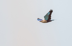 Coracias cyanogaster