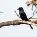Sharpe's Drongo - Photo (c) wimvz, some rights reserved (CC BY-NC), uploaded by wimvz