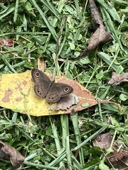 Ypthima baldus newboldi