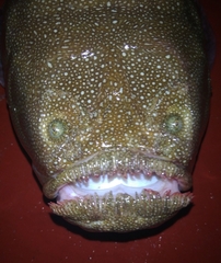 Pacific Stargazer photo 2