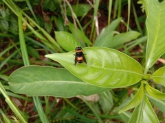 Phytomia