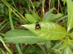 Phytomia