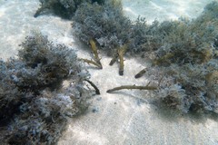 Cystophora moniliformis