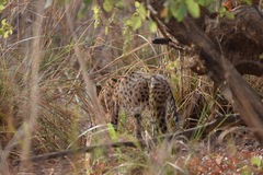 Leptailurus serval constantina