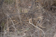 Leptailurus serval constantina