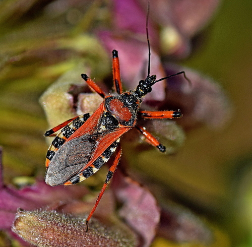 Cimice assassina
