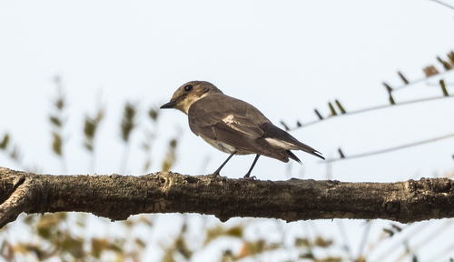 European Pied Flycatcher