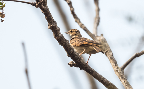 Sun Lark