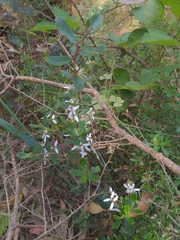 Olearia myrsinoides