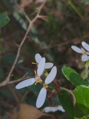 Olearia myrsinoides