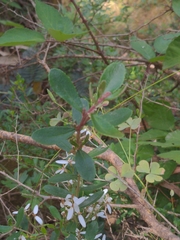 Olearia myrsinoides