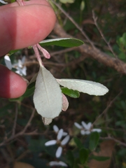 Olearia myrsinoides