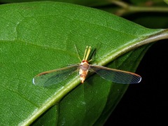 Peggiopsis