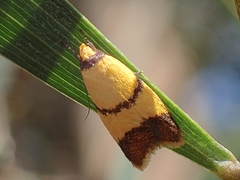 Heteroteucha translatella