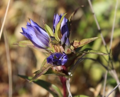 Gentiana spathacea