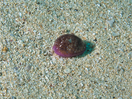 Cypraea poraria observed 2020-12-19