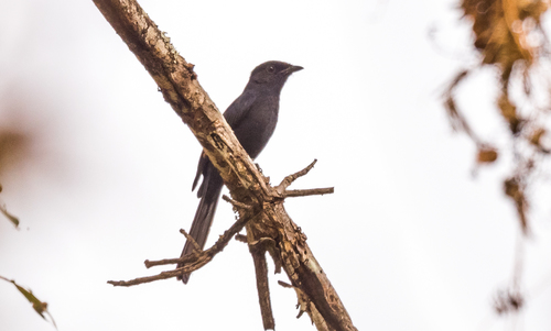 Northern Black-Flycatcher
