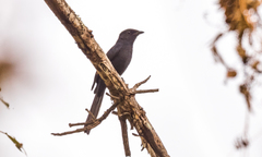 Melaenornis edolioides