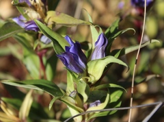 Gentiana spathacea