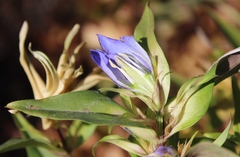 Gentiana spathacea