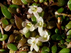 Glossostigma elatinoides