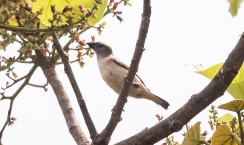 Sahel Bush Sparrow