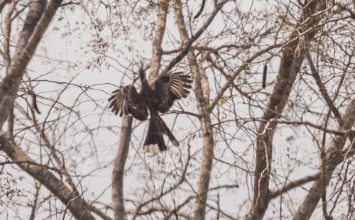 African Gray Hornbill