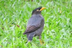 Acridotheres javanicus