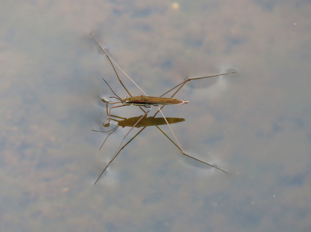Limnoporus notabilis