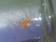Oxyopes birmanicus