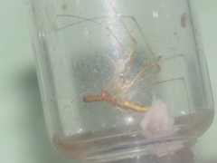 Tetragnatha hasselti