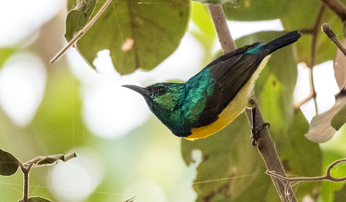 Collared Sunbird