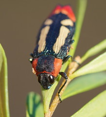 Castiarina erasma