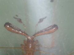 Tetragnatha hasselti