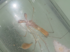 Tetragnatha hasselti
