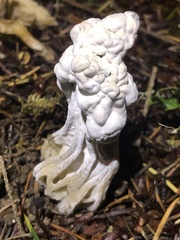 Hypomyces cervinigenus