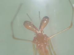 Tetragnatha hasselti