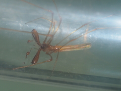 Tetragnatha hasselti
