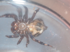 Thorelliola ensifera