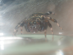 Thorelliola ensifera