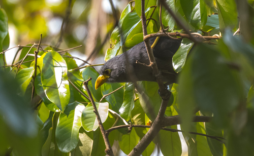 Blue Malkoha