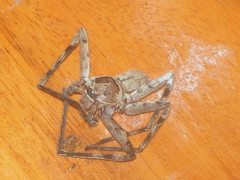 Heteropoda venatoria