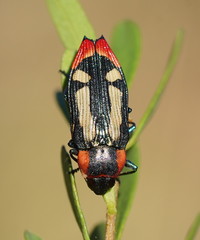 Castiarina erasma